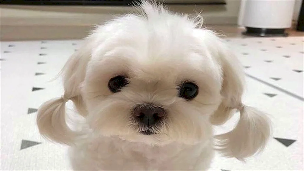 Pomeranian Spitz Boo