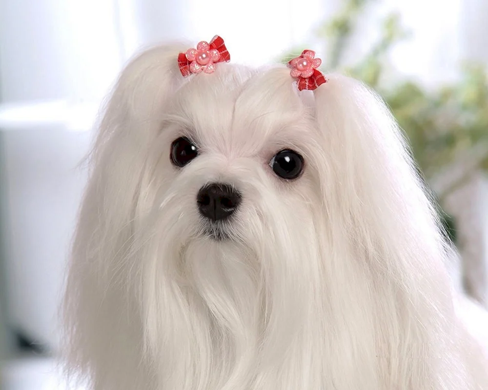 Malteser Schoßhund