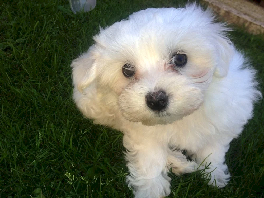 Malteser Maltipoo