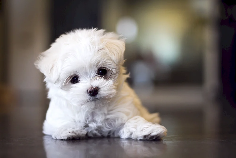 Maltipoo maltipoo maltipoo