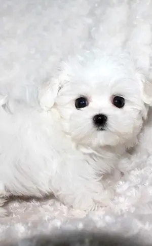 Malteser Teacup