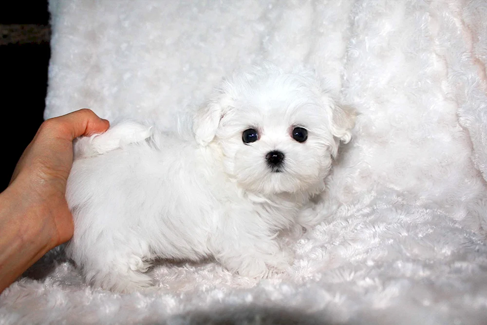 Malteser Teacup