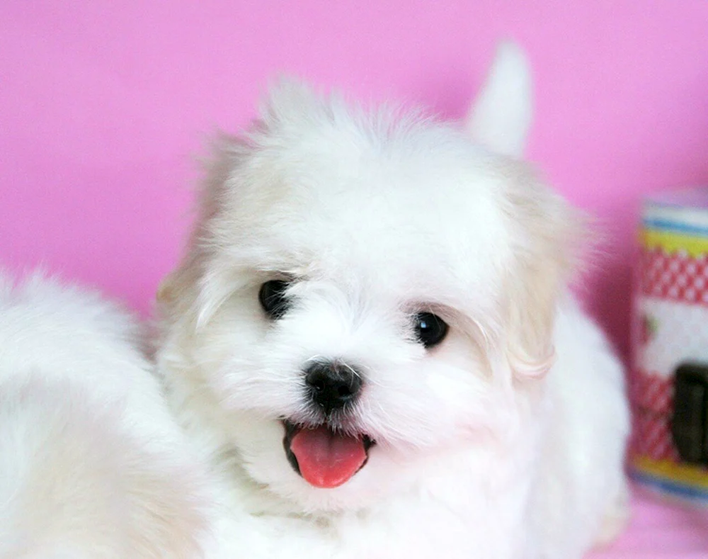 Malteser Kalb Teacup