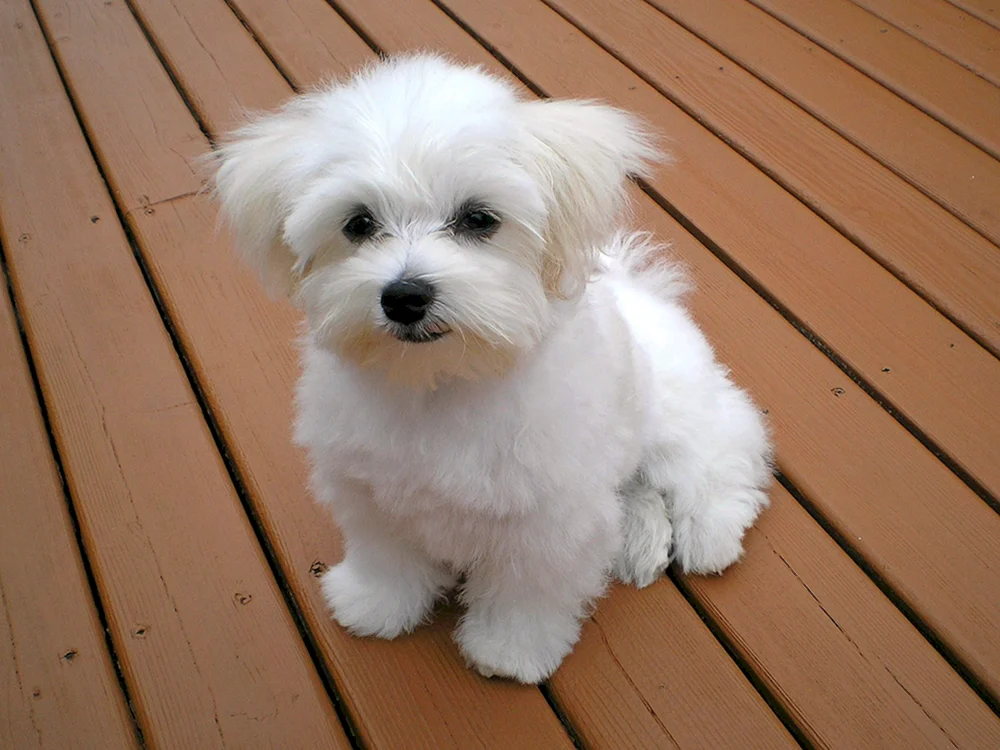 Malteser Schoßhund