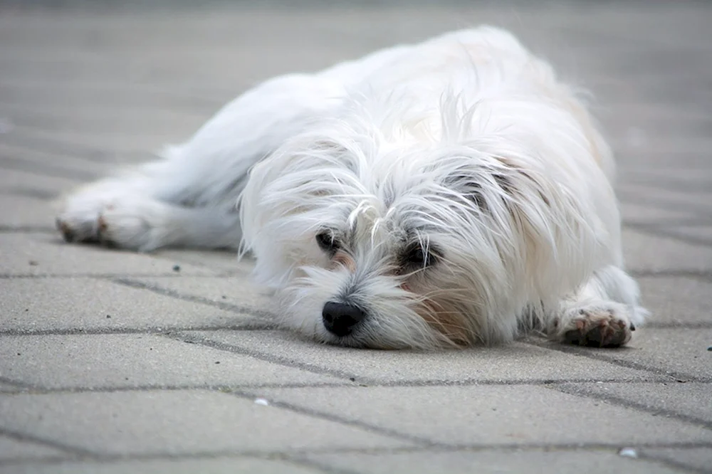 Malteser Bologneser Terrier