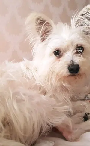 Malteser Bologna Terrier