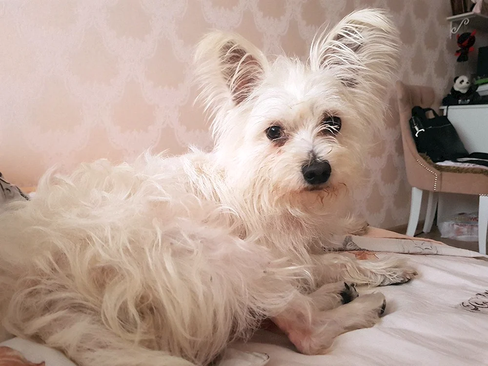 Malteser Bologna Terrier