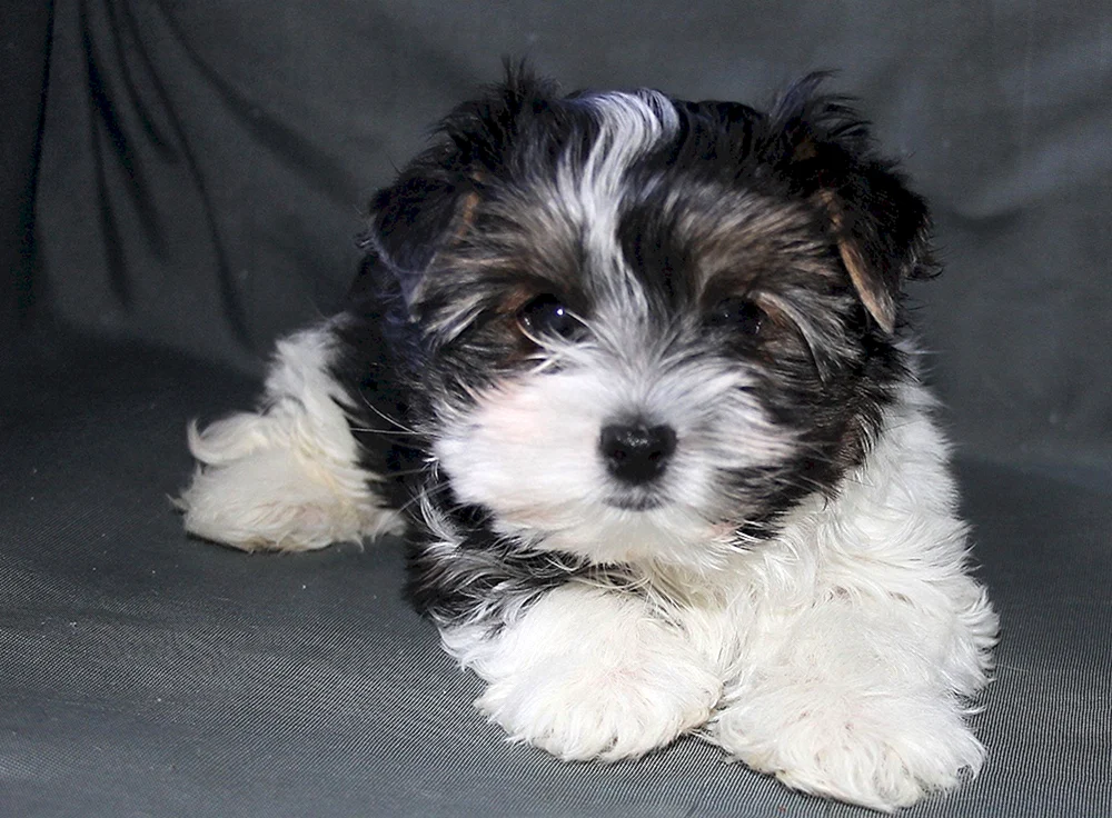 Maltese Bologna Terrier
