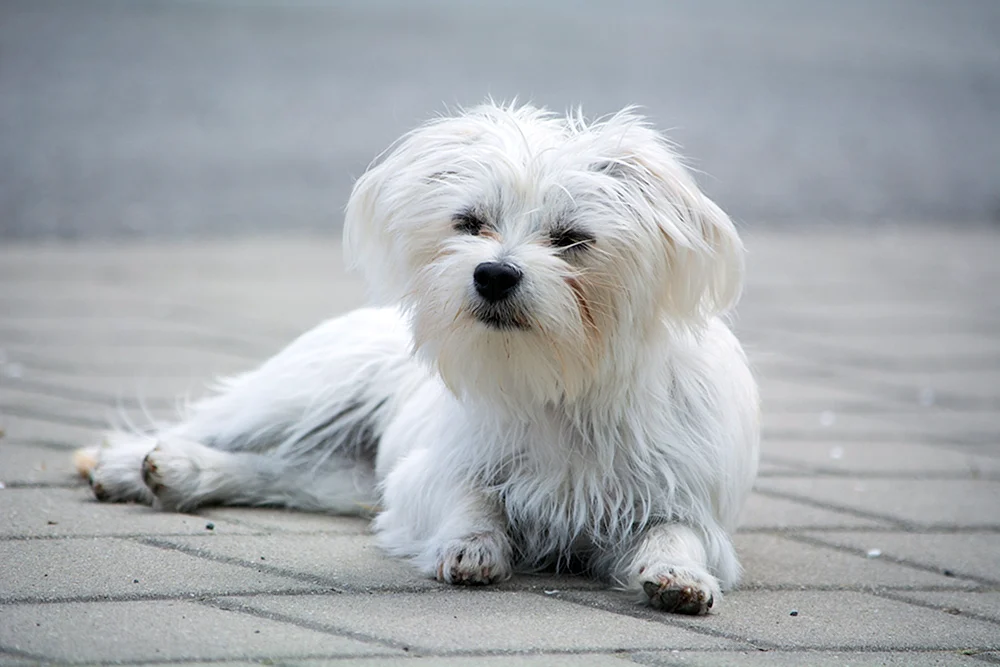 Maltese Bichon
