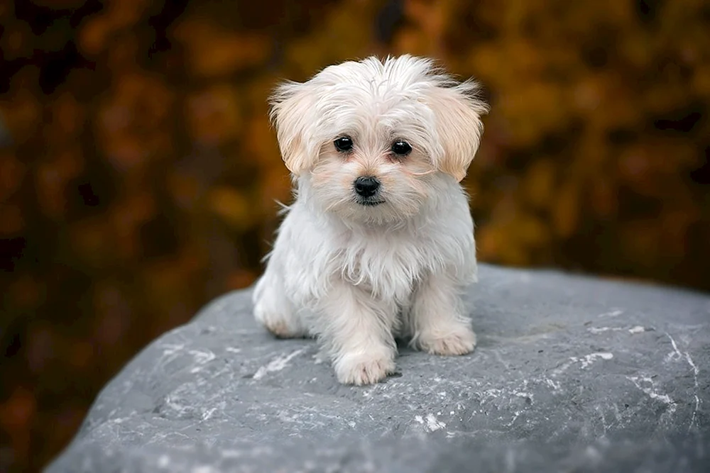 Yorkshire Terrier. terrier