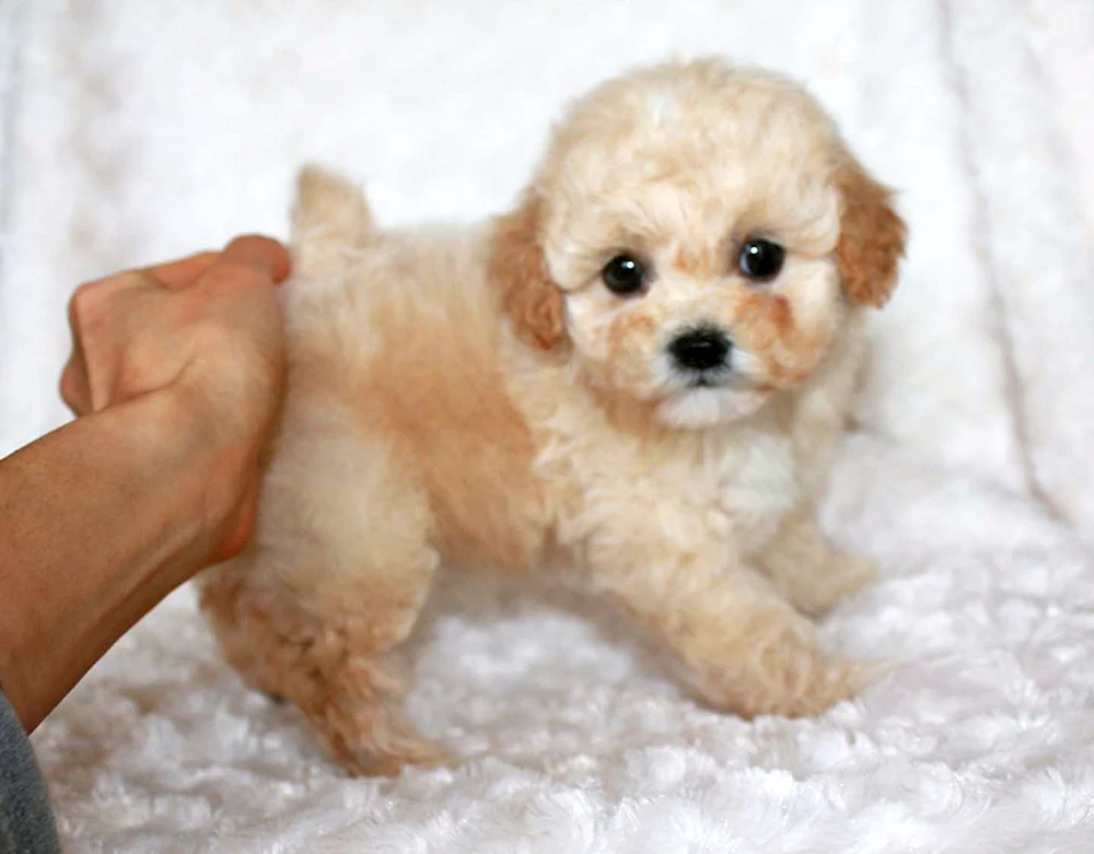 Maltipoo Teddy