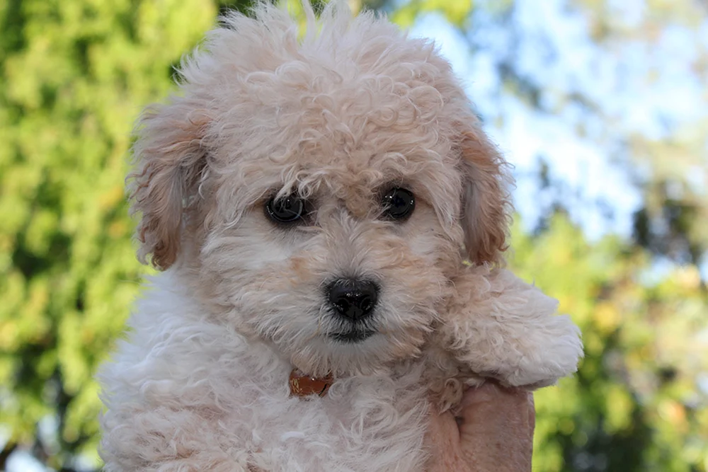 Maltipoo Maltipoo Hund