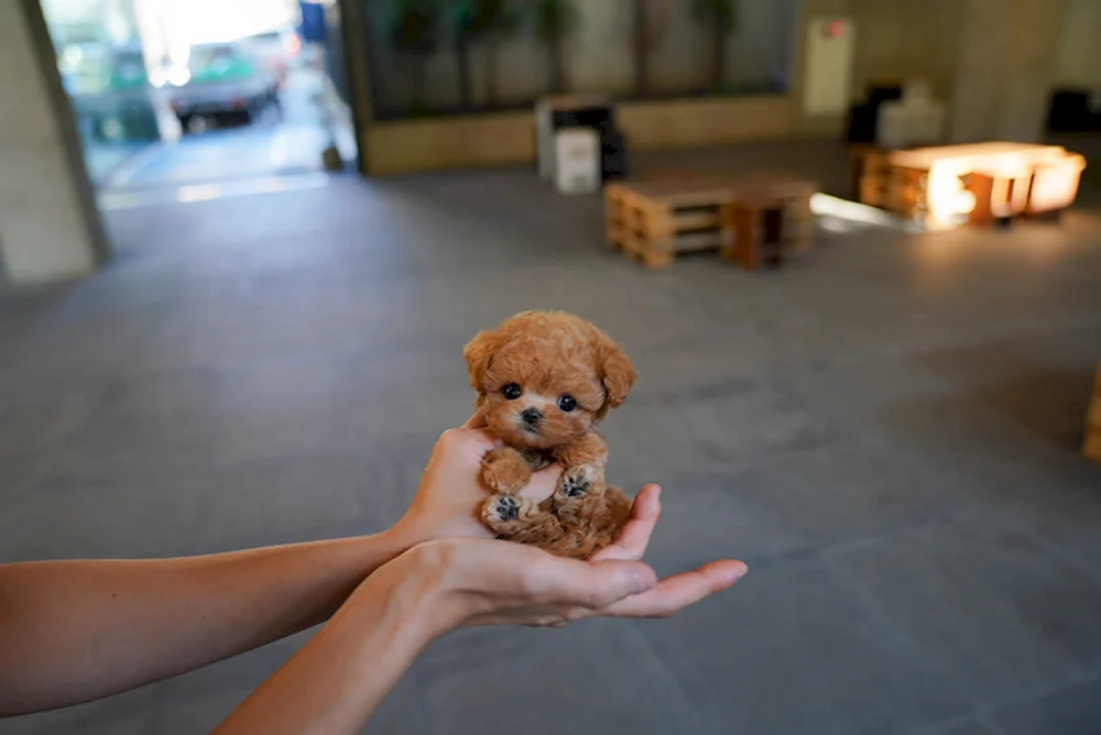 Maltipoo Teddy