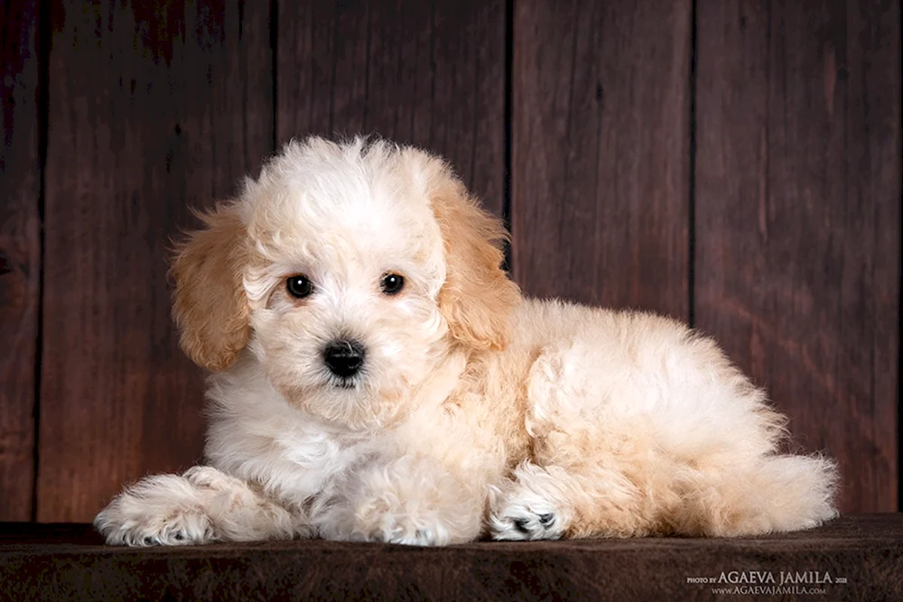 Maltipoo Hund