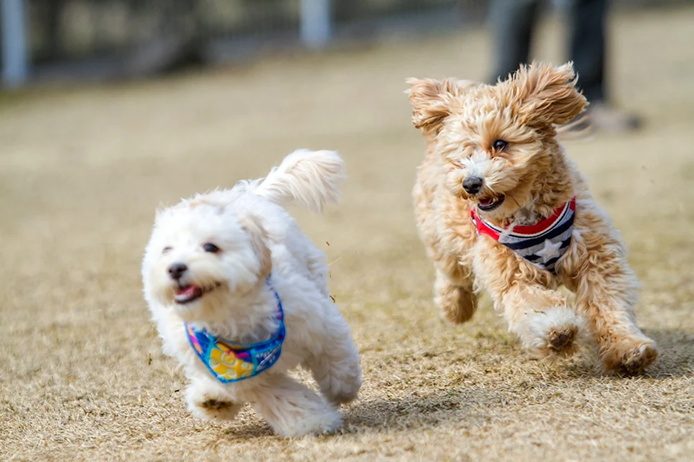 Westminster Hundeausstellung