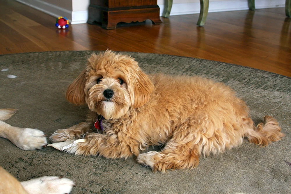 Maltipoo Hund