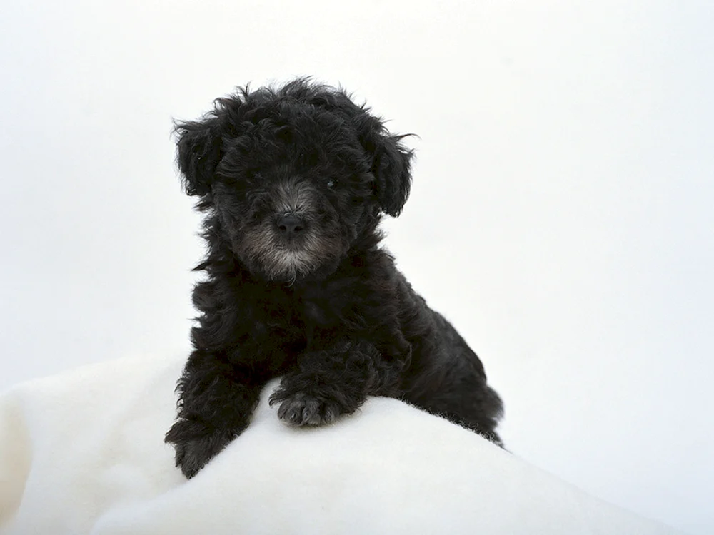 Maltipoo schwarz Welpe
