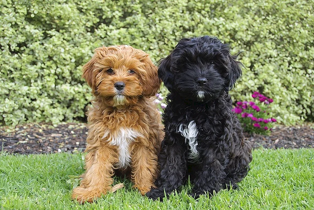 Cockapoo Kawapu