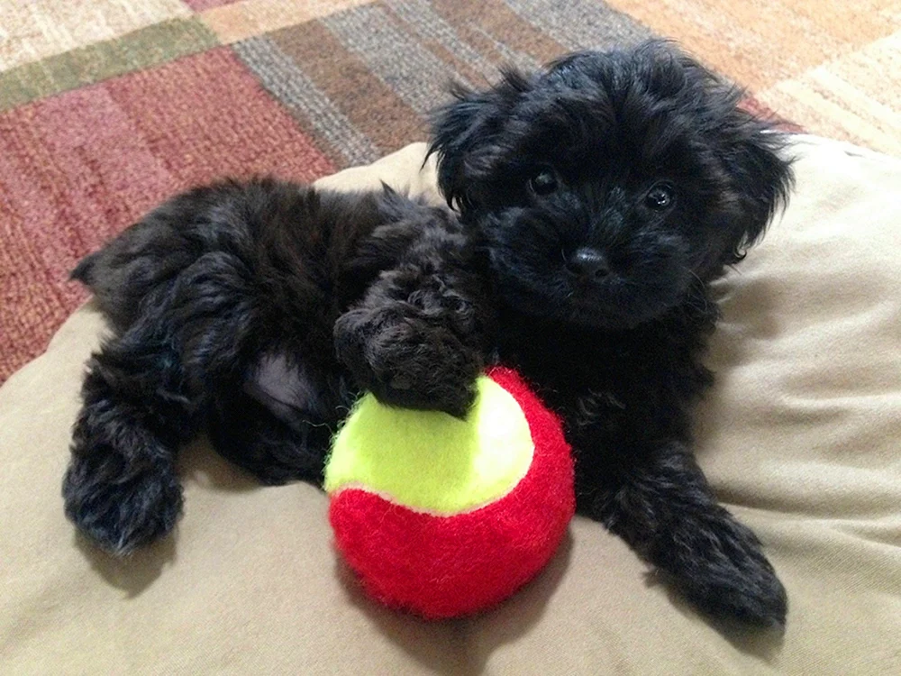 Maltipoo und Yorkipoo