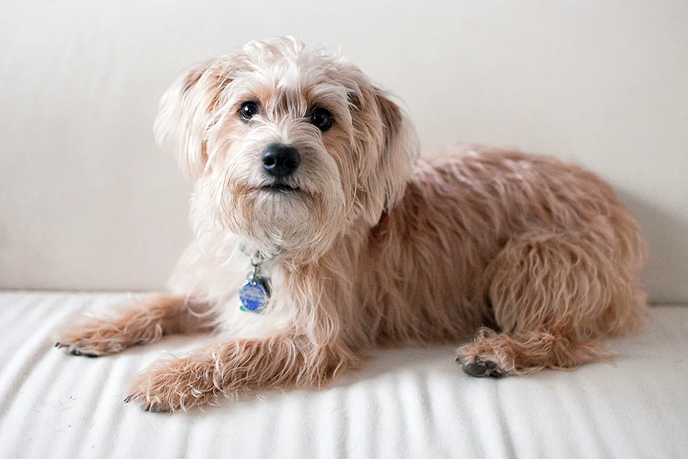 Maltipoo und Yorkie pu
