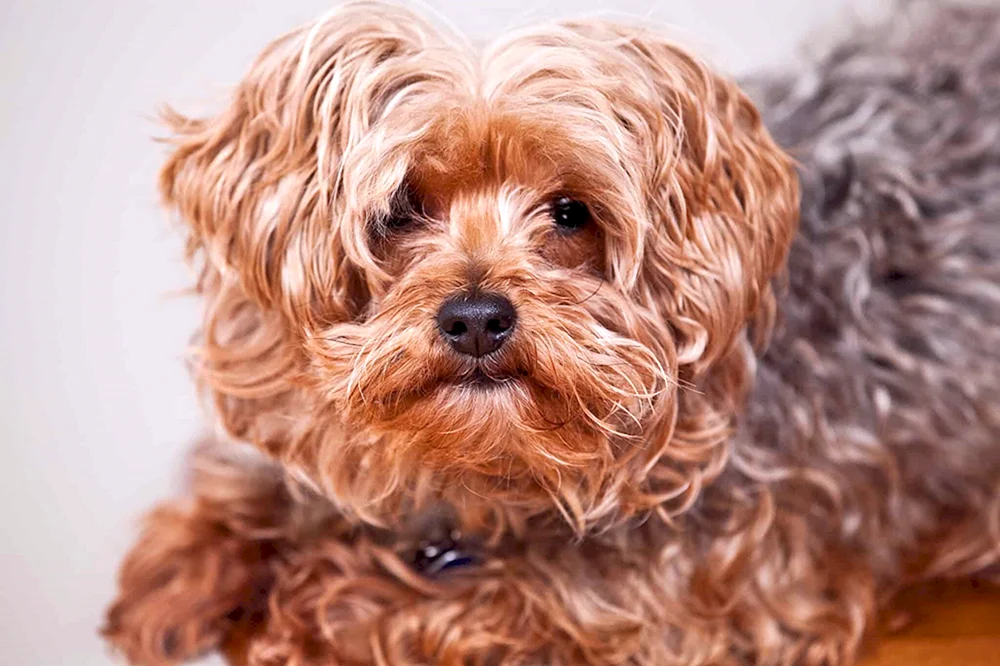 Maltipoo und Yorkie pu