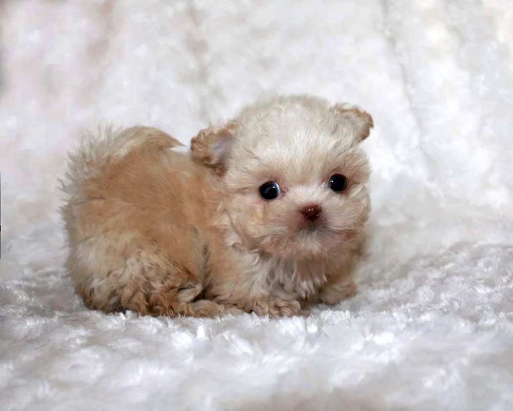 Maltipoo und Spitz