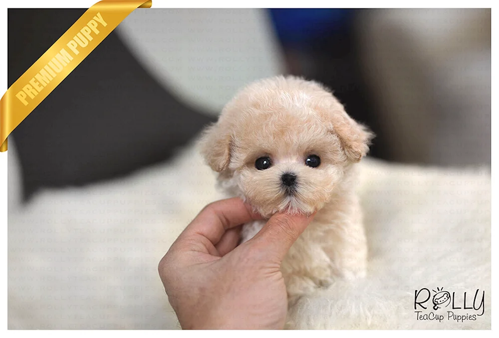 Maltipoo Pudel micro