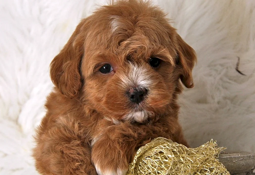 Maltipoo Hund