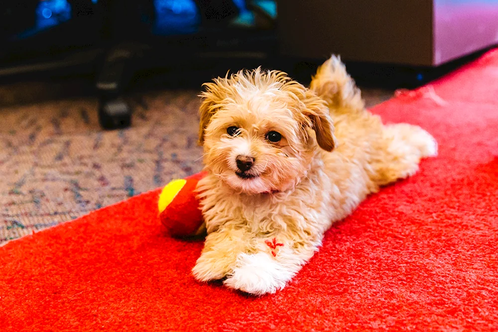 Maltipoo Cooper
