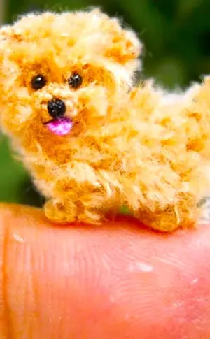 Maltipoo micro