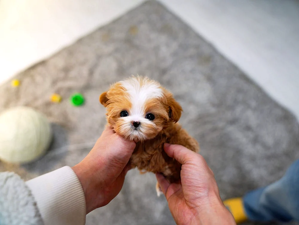Maltipoo micro