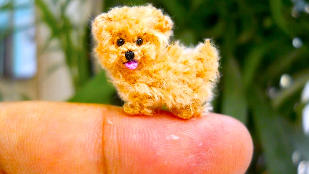 Pomeranian Dwarf Spitz