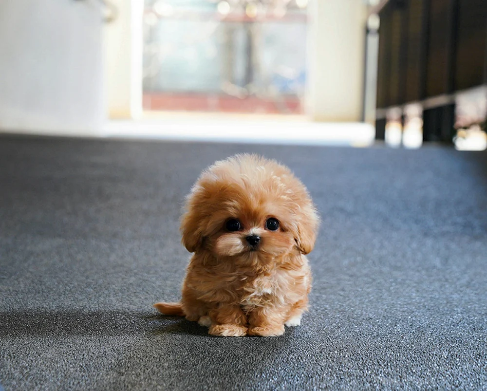 Maltipoo Red Brown