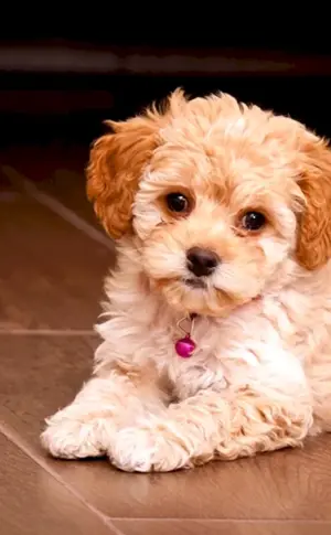 Maltipoo Hund