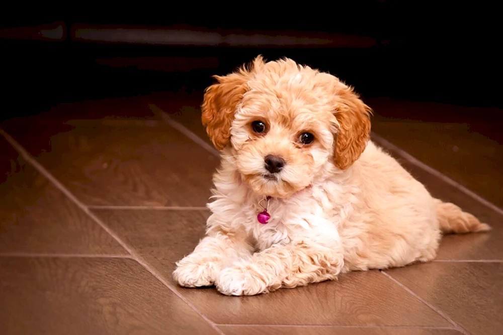 Maltipoo Hund