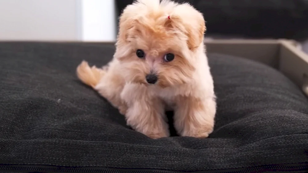 Maltipoo Hund