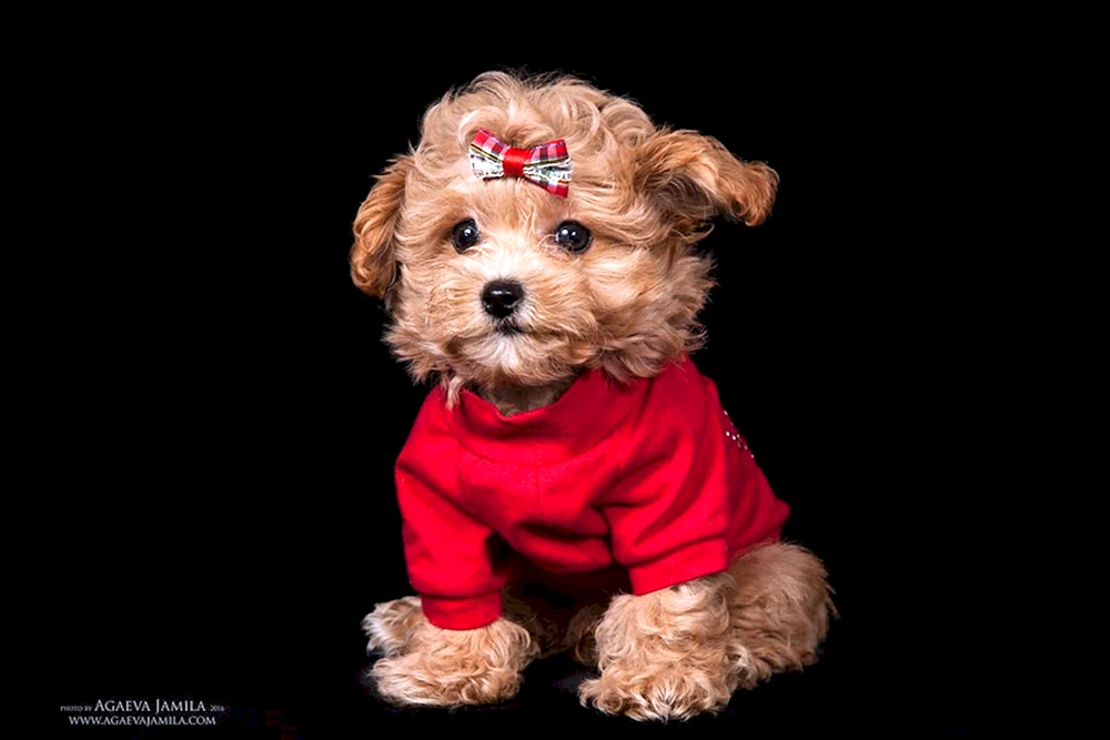 Maltipoo Hund