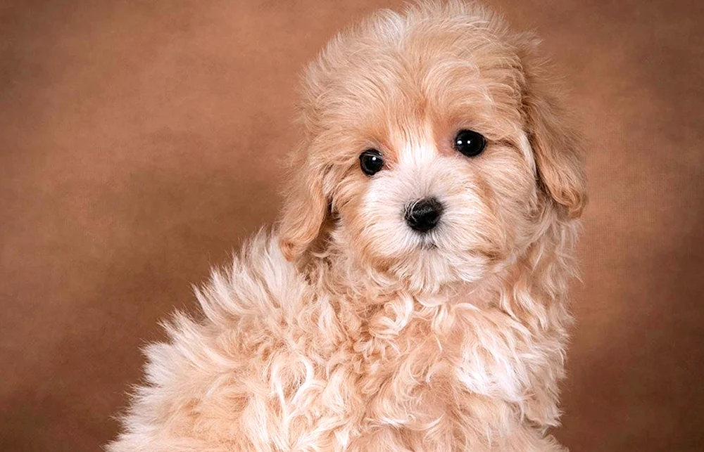 Maltipoo Hund