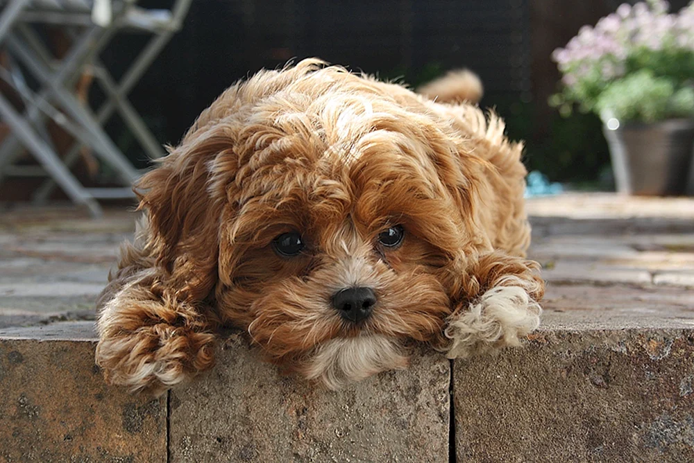 Cavapoo oder Maltipoo