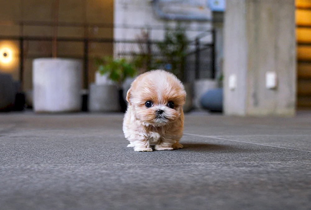 Maltipoo Hund lächelnd