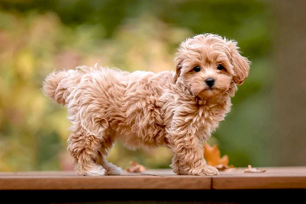 Maltipoo Spaniel