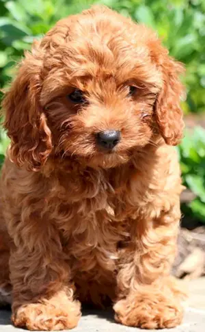 Maltipoo Spaniel