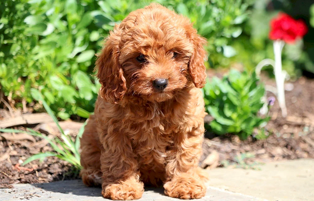 Maltipoo Spaniel
