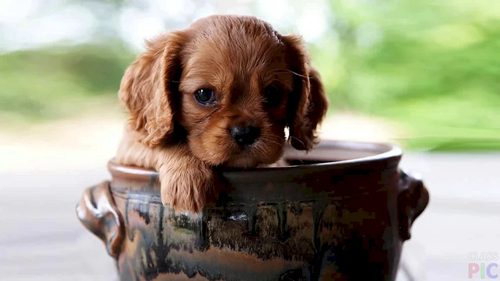 Chihuahua Puppi