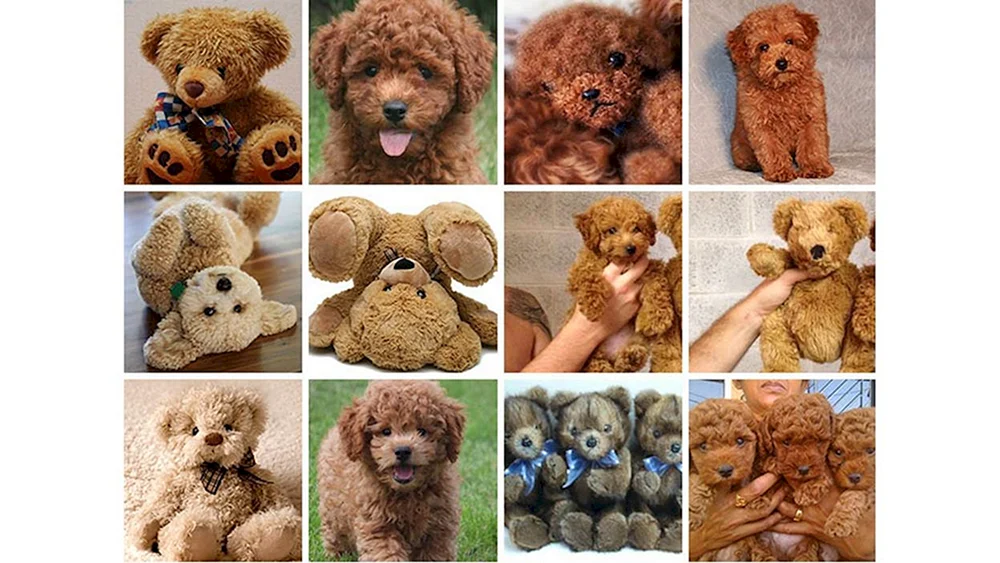 Maltipoo Teddy