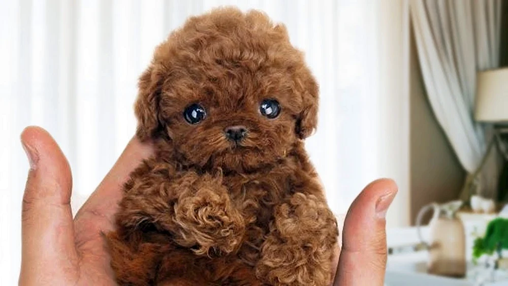 Maltipoo Zwerg