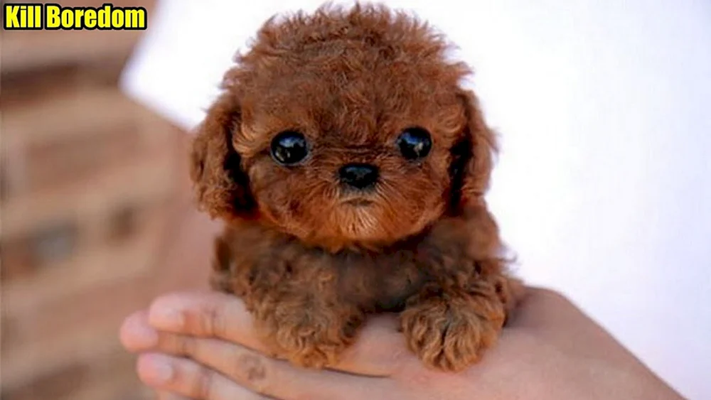 Maltipoo Teddy