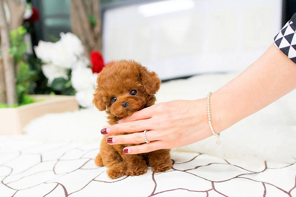 Maltipoo Teddy