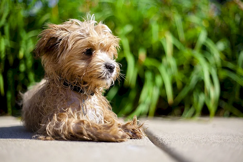 Maltipoo Terrier