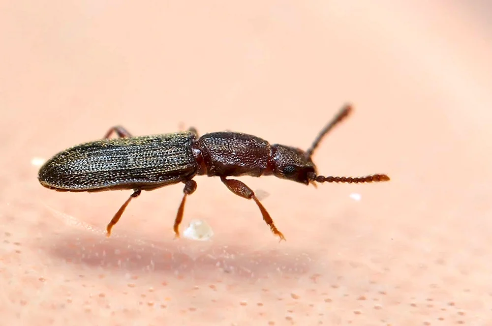 Schwarzer Käfer